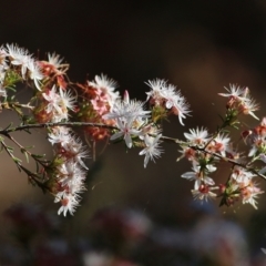 Calytrix tetragona at Chiltern, VIC - 17 Oct 2021