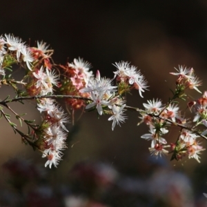 Calytrix tetragona at Chiltern, VIC - 17 Oct 2021 07:56 AM