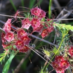 Calytrix tetragona at Chiltern, VIC - 17 Oct 2021 07:56 AM