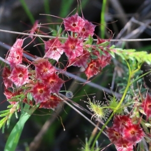 Calytrix tetragona at Chiltern, VIC - 17 Oct 2021 07:56 AM