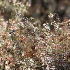 Calytrix tetragona at Chiltern, VIC - 17 Oct 2021 07:56 AM