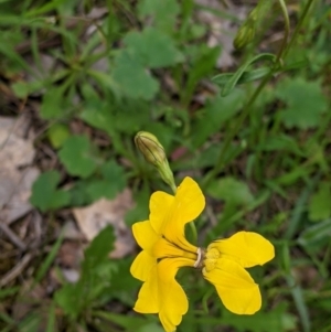 Goodenia pinnatifida at Woomargama, NSW - 21 Oct 2021