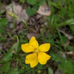 Goodenia pinnatifida at Woomargama, NSW - 21 Oct 2021