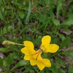 Goodenia pinnatifida at Woomargama, NSW - 21 Oct 2021