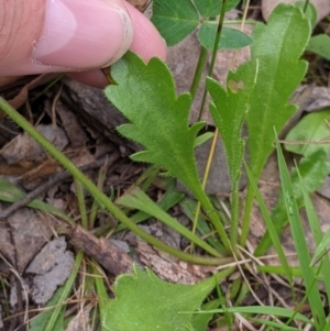 Goodenia pinnatifida at Woomargama, NSW - 21 Oct 2021