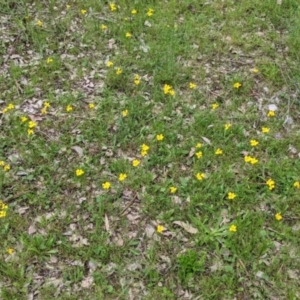 Goodenia pinnatifida at Woomargama, NSW - 21 Oct 2021