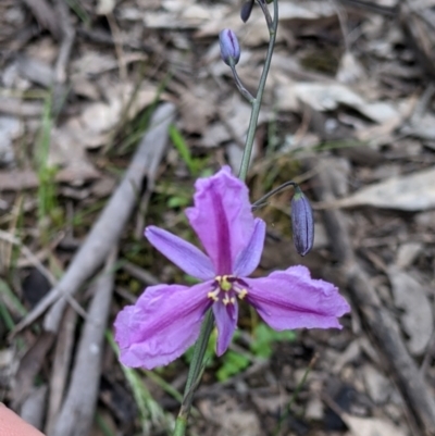 Arthropodium strictum (Chocolate Lily) at Woomargama, NSW - 21 Oct 2021 by Darcy