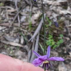 Arthropodium strictum at Woomargama, NSW - 21 Oct 2021