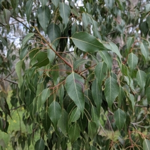 Brachychiton populneus at Woomargama, NSW - 21 Oct 2021