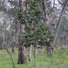Brachychiton populneus at Woomargama, NSW - 21 Oct 2021