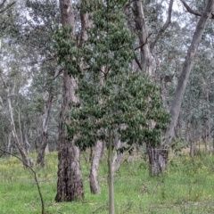 Brachychiton populneus at Woomargama, NSW - 21 Oct 2021 03:18 PM