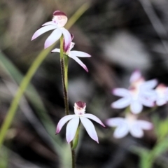 Caladenia moschata (Musky Caps) at Beechworth, VIC - 17 Oct 2021 by KylieWaldon