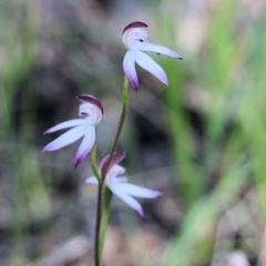 Caladenia moschata at Beechworth, VIC - suppressed