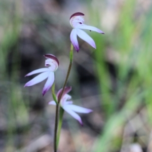 Caladenia moschata at Beechworth, VIC - 17 Oct 2021