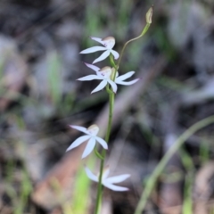 Caladenia moschata at Beechworth, VIC - suppressed
