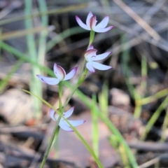 Caladenia moschata at Beechworth, VIC - suppressed