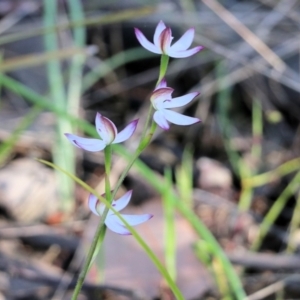 Caladenia moschata at Beechworth, VIC - 17 Oct 2021