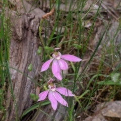 Caladenia carnea (Pink Fingers) at Woomargama, NSW - 21 Oct 2021 by Darcy