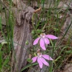 Caladenia carnea at Woomargama, NSW - suppressed