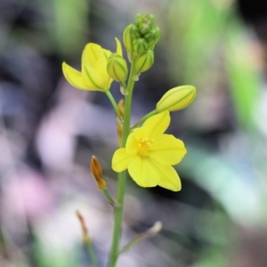 Bulbine bulbosa at Beechworth, VIC - 17 Oct 2021