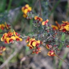 Dillwynia phylicoides at Beechworth, VIC - 16 Oct 2021 by KylieWaldon