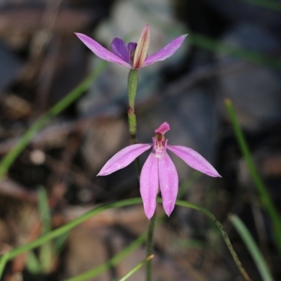Caladenia carnea at Beechworth, VIC - 17 Oct 2021 by KylieWaldon