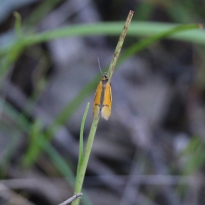 Philobota sp. at Beechworth, VIC - 16 Oct 2021 by KylieWaldon