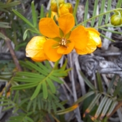 Senna aciphylla (Sprawling Cassia) at Williamsdale, NSW - 21 Oct 2021 by samreid007