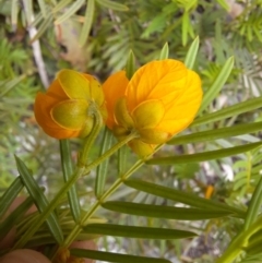 Senna aciphylla at Williamsdale, NSW - 21 Oct 2021