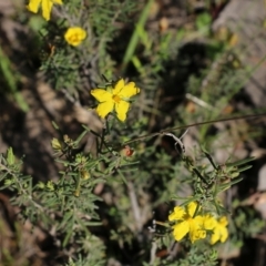 Hibbertia riparia (Erect Guinea-flower) at Beechworth, VIC - 17 Oct 2021 by KylieWaldon