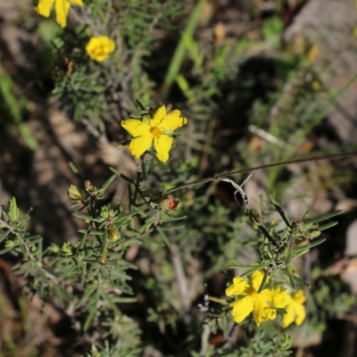 Hibbertia riparia (Erect Guinea-flower) at Chiltern-Mt Pilot National Park - 16 Oct 2021 by KylieWaldon