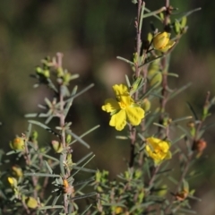 Hibbertia riparia at Beechworth, VIC - 17 Oct 2021 08:06 AM