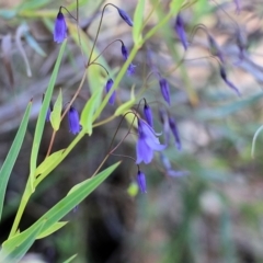 Stypandra glauca (Nodding Blue Lily) at Chiltern-Mt Pilot National Park - 17 Oct 2021 by KylieWaldon