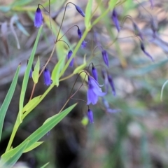 Stypandra glauca at Chiltern-Mt Pilot National Park - 16 Oct 2021 by KylieWaldon