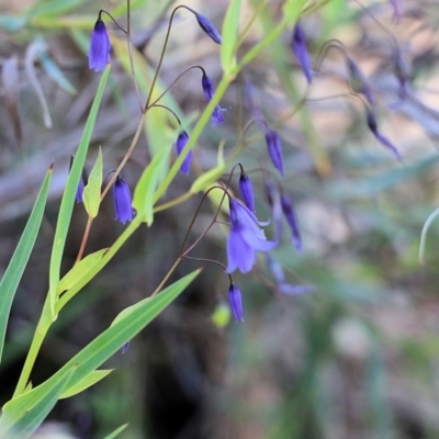 Stypandra glauca (Nodding Blue Lily) at Chiltern-Mt Pilot National Park - 17 Oct 2021 by KylieWaldon