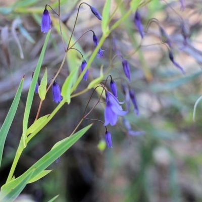 Stypandra glauca at Chiltern-Mt Pilot National Park - 16 Oct 2021 by KylieWaldon