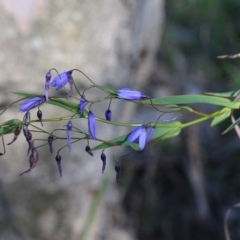 Stypandra glauca at Chiltern-Mt Pilot National Park - 17 Oct 2021 08:02 AM