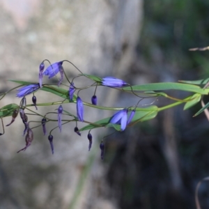 Stypandra glauca at Chiltern-Mt Pilot National Park - 17 Oct 2021 08:02 AM