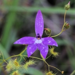 Glossodia major (Wax Lip Orchid) at Beechworth, VIC - 16 Oct 2021 by KylieWaldon