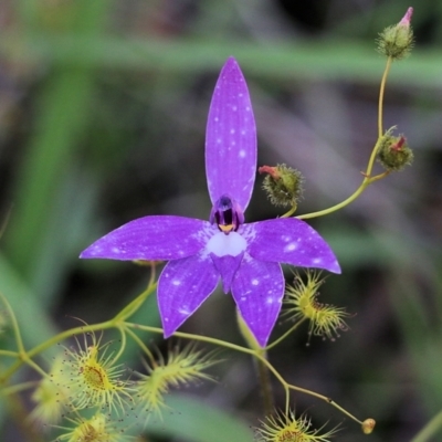 Glossodia major (Wax Lip Orchid) at Chiltern-Mt Pilot National Park - 16 Oct 2021 by KylieWaldon