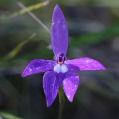 Glossodia major at Beechworth, VIC - 17 Oct 2021