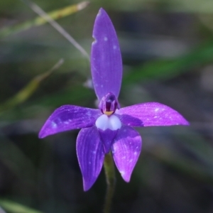 Glossodia major at Beechworth, VIC - 17 Oct 2021