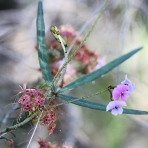 Glycine clandestina at Beechworth, VIC - 17 Oct 2021