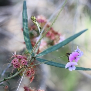 Glycine clandestina at Beechworth, VIC - 17 Oct 2021 08:07 AM