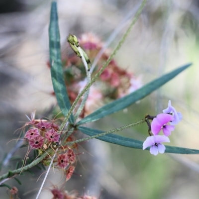 Glycine clandestina (Twining Glycine) at Chiltern-Mt Pilot National Park - 17 Oct 2021 by KylieWaldon