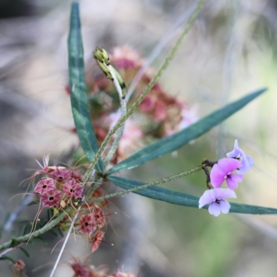 Glycine clandestina (Twining Glycine) at Beechworth, VIC - 17 Oct 2021 by KylieWaldon