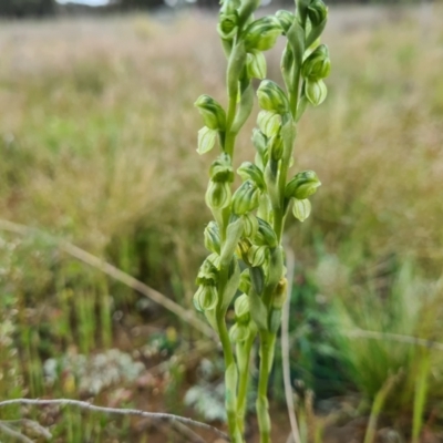 Hymenochilus sp. (A Greenhood Orchid) at Jacka, ACT - 21 Oct 2021 by Jiggy