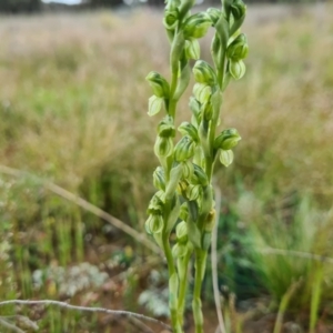 Hymenochilus sp. at Jacka, ACT - 21 Oct 2021