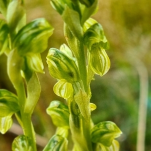 Hymenochilus sp. at Jacka, ACT - suppressed