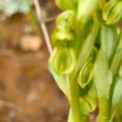 Hymenochilus sp. at Jacka, ACT - suppressed